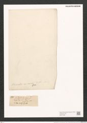 Nitzschia thermalis var. minor Hilse (de-Toni-Nr.: Genus 47, Species 2044) Zeichnungen Sammlung Grunow (NHMW-BOT-W0371856)